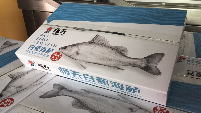 开背鲈鱼白蕉海鲈鱼厂家一手供应欢迎下单咨询