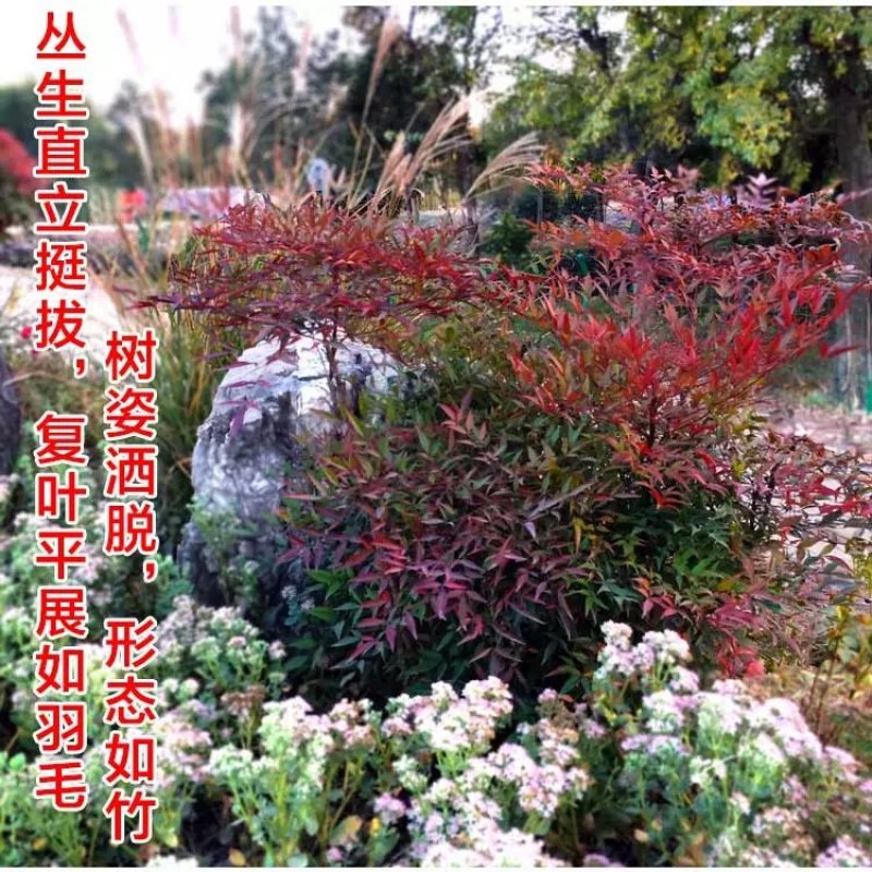 红叶南天竹苗室内盆景植物观果红叶南天竹庭院绿化南天竹