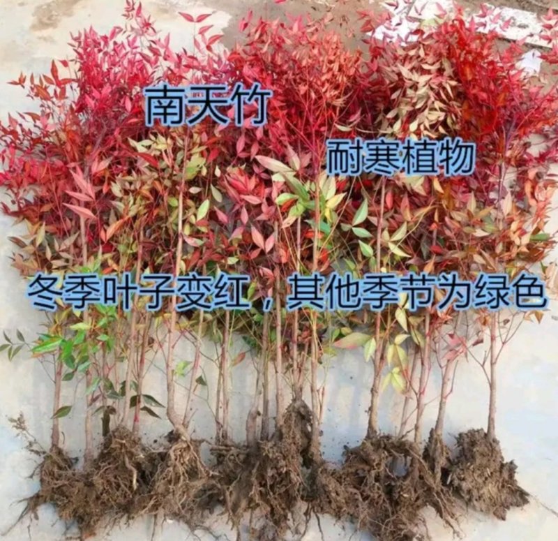 红叶南天竹苗室内盆景植物观果红叶南天竹庭院绿化南天竹