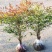 红叶南天竹苗室内盆景植物观果红叶南天竹庭院绿化南天竹