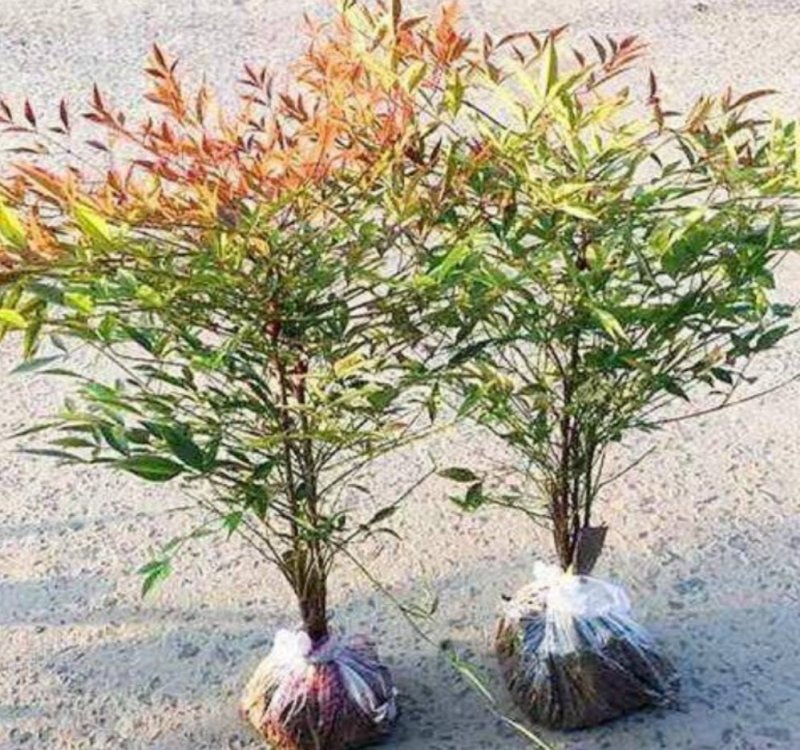 红叶南天竹苗室内盆景植物观果红叶南天竹庭院绿化南天竹