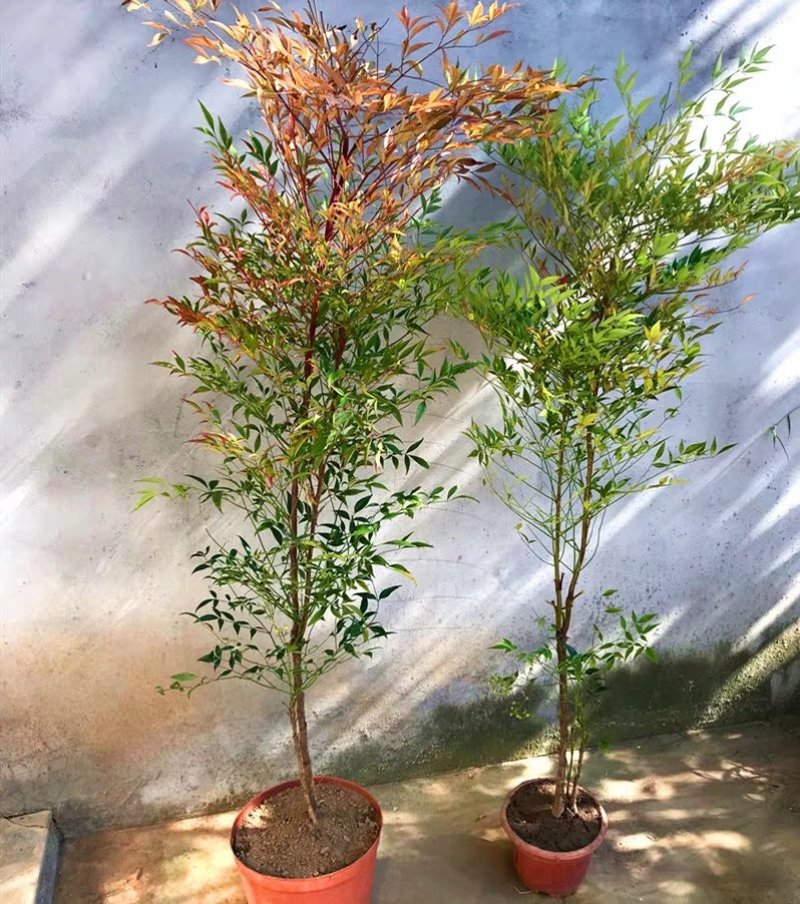 红叶南天竹苗室内盆景植物观果红叶南天竹庭院绿化南天竹