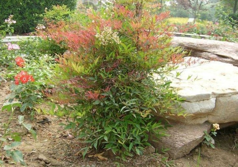 红叶南天竹苗室内盆景植物观果红叶南天竹庭院绿化南天竹
