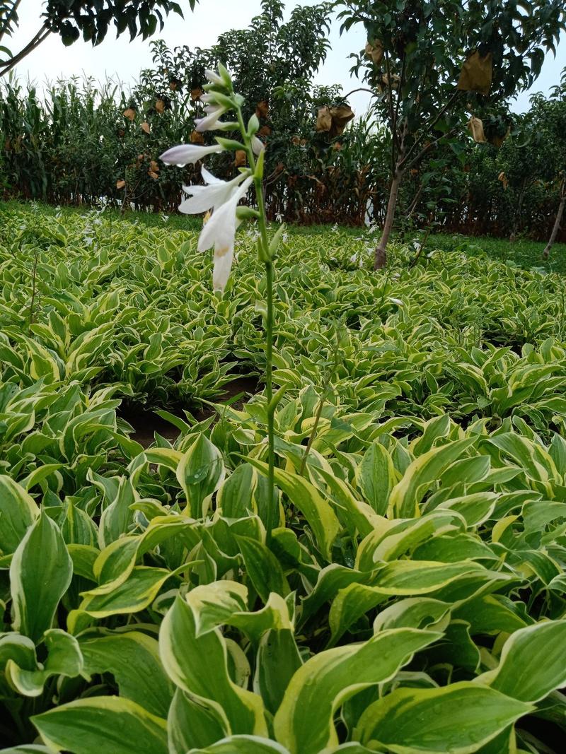 玉簪，多年生宿根花卉适合大面积绿化用