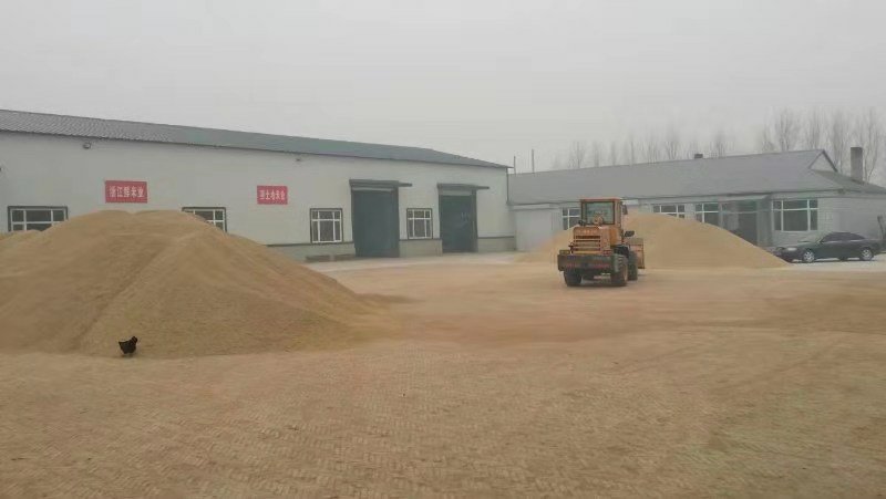 稻谷。北纬45度，东北优质稻谷。