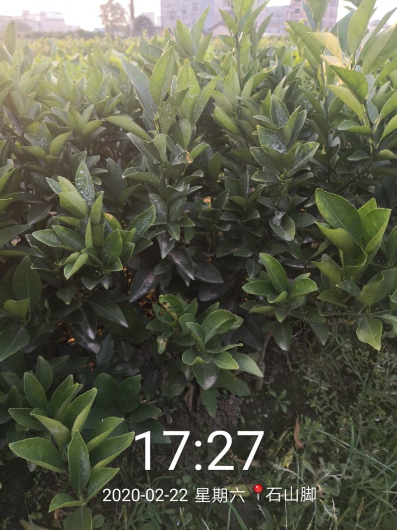 苗圃现挖纽荷尔脐橙苗品种纯正产量高免费指导种植技术