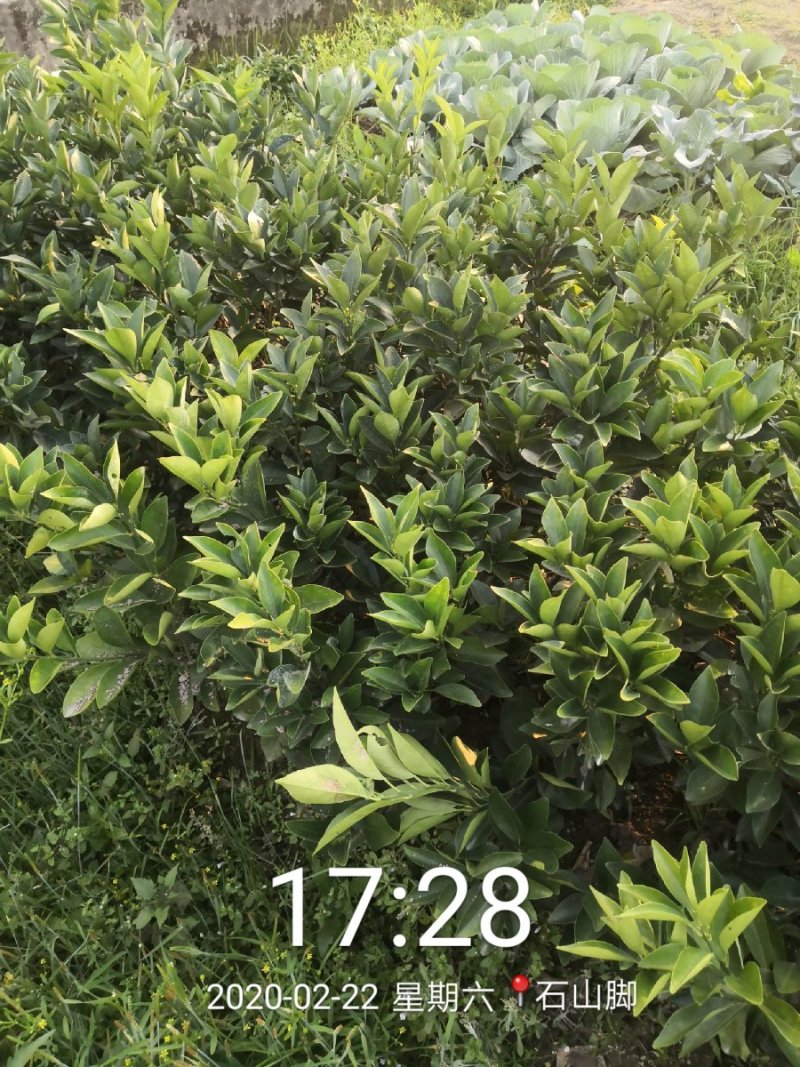 苗圃现挖纽荷尔脐橙苗品种纯正产量高免费指导种植技术