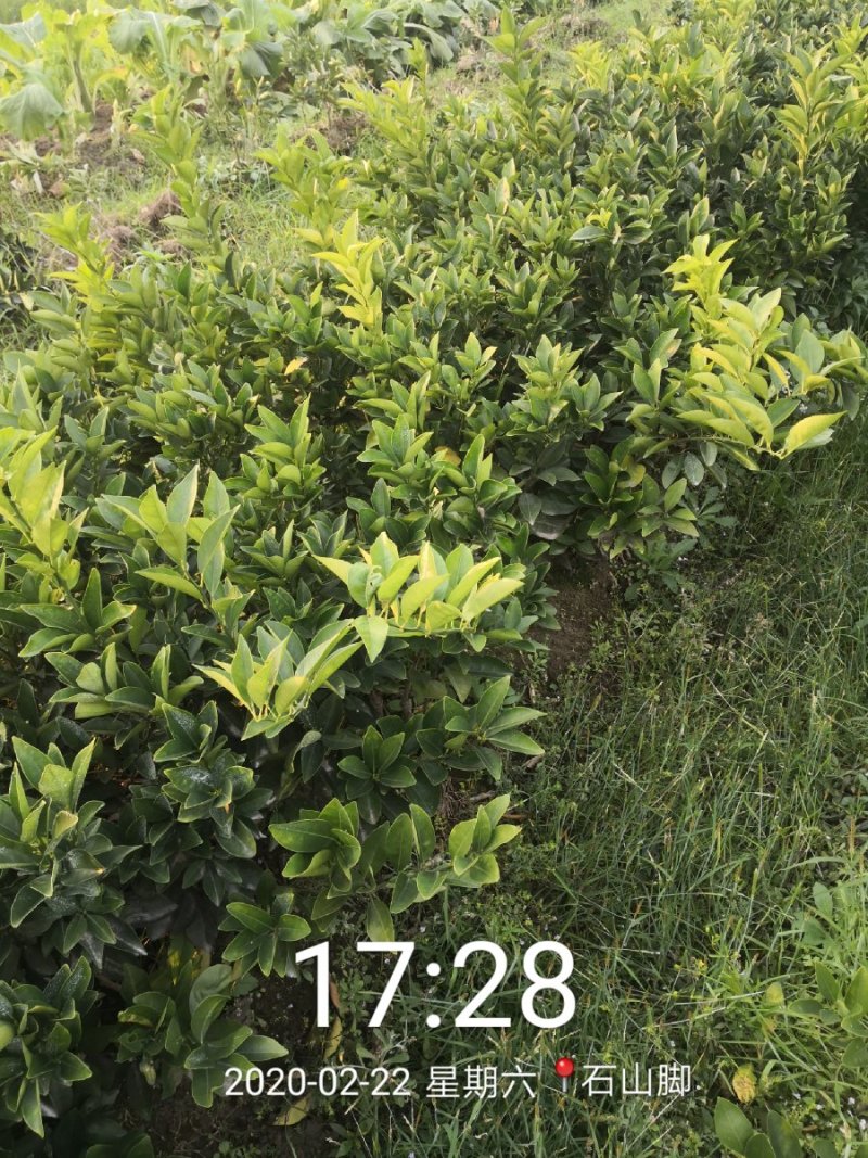 苗圃现挖纽荷尔脐橙苗品种纯正产量高免费指导种植技术