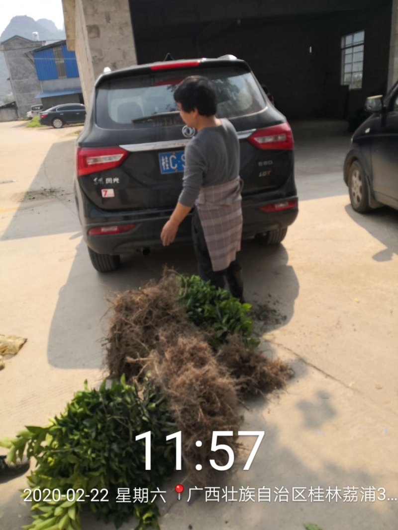 苗圃现挖纽荷尔脐橙苗品种纯正产量高免费指导种植技术