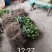 苗圃现挖纽荷尔脐橙苗品种纯正产量高免费指导种植技术