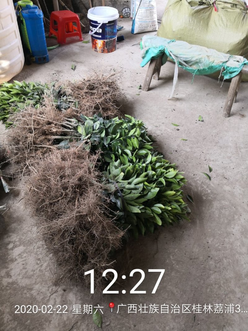 苗圃现挖纽荷尔脐橙苗品种纯正产量高免费指导种植技术
