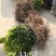 苗圃现挖纽荷尔脐橙苗品种纯正产量高免费指导种植技术