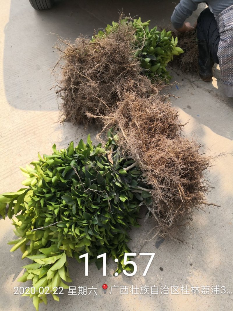 苗圃现挖纽荷尔脐橙苗品种纯正产量高免费指导种植技术