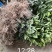 苗圃现挖纽荷尔脐橙苗品种纯正产量高免费指导种植技术