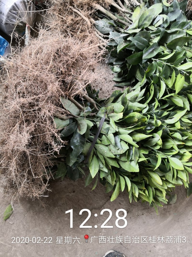 苗圃现挖纽荷尔脐橙苗品种纯正产量高免费指导种植技术