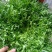 菊花苦菊