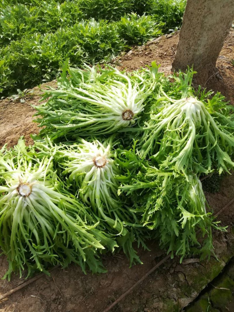 苦菊