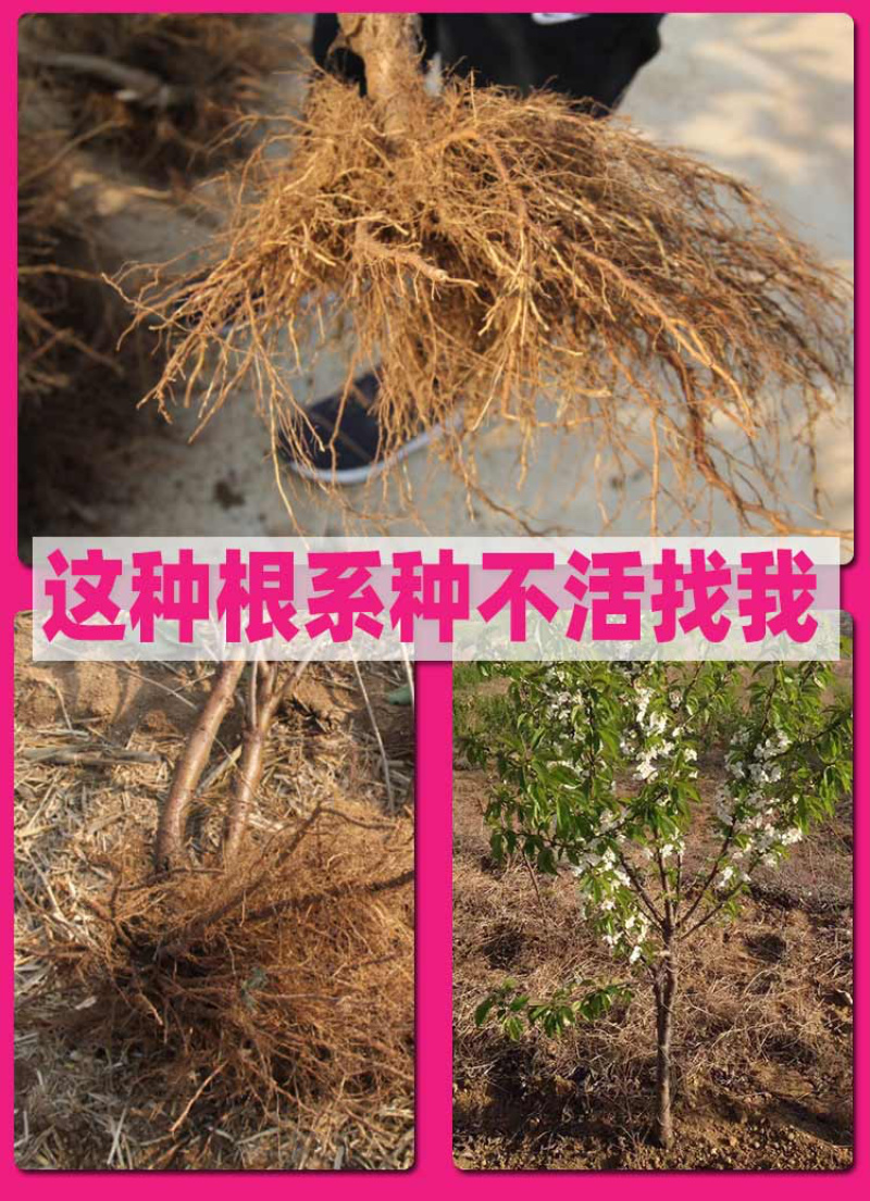 车厘子俄罗斯8号大樱桃苗1~3年苗含香耐寒根系