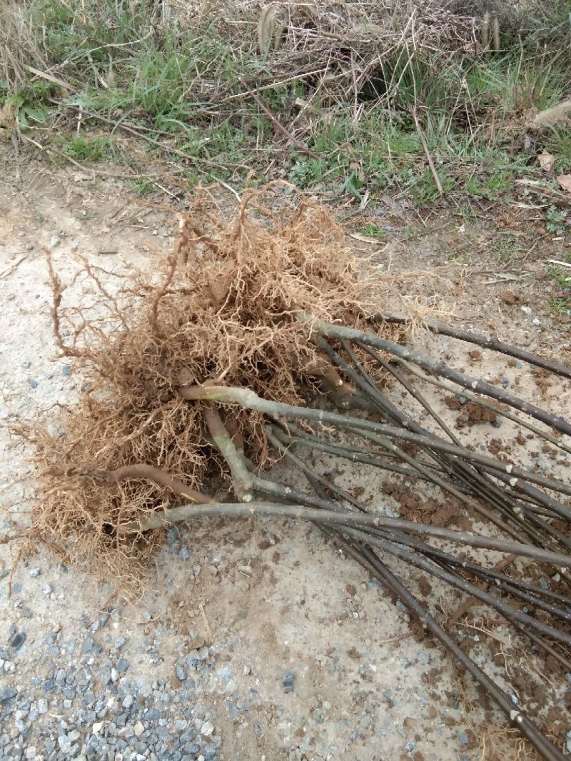 吴茱萸苗，保根系发达成活率高