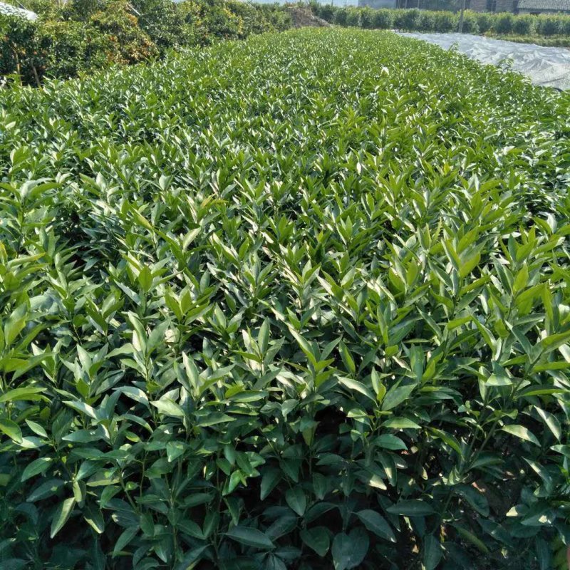 香橙头091无核沃柑苗
