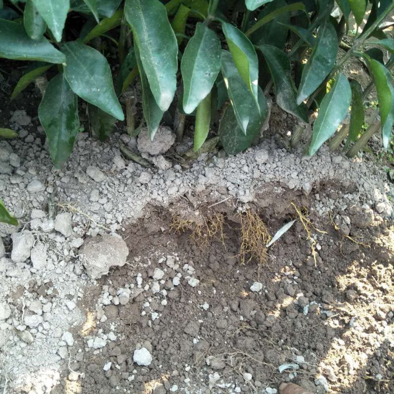香橙头091无核沃柑苗