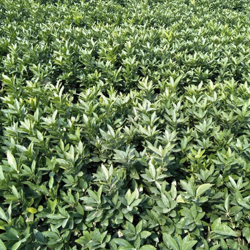 香橙头091无核沃柑苗