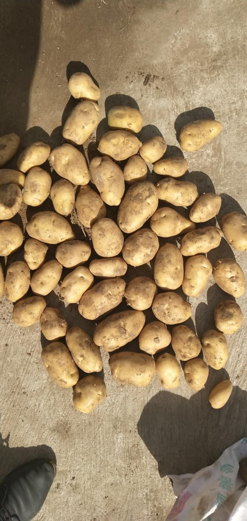 土豆河北内蒙希森，V7，沃土五，黄金薯，精品，视频看货