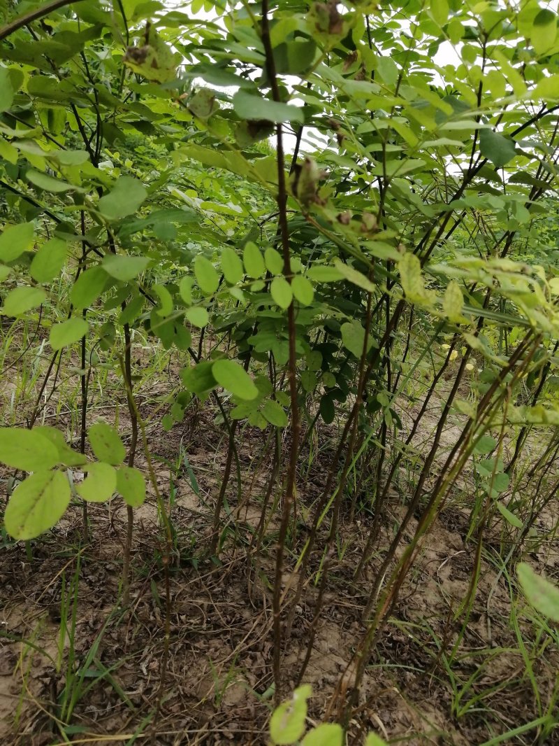 刺槐3公分刺槐树刺槐