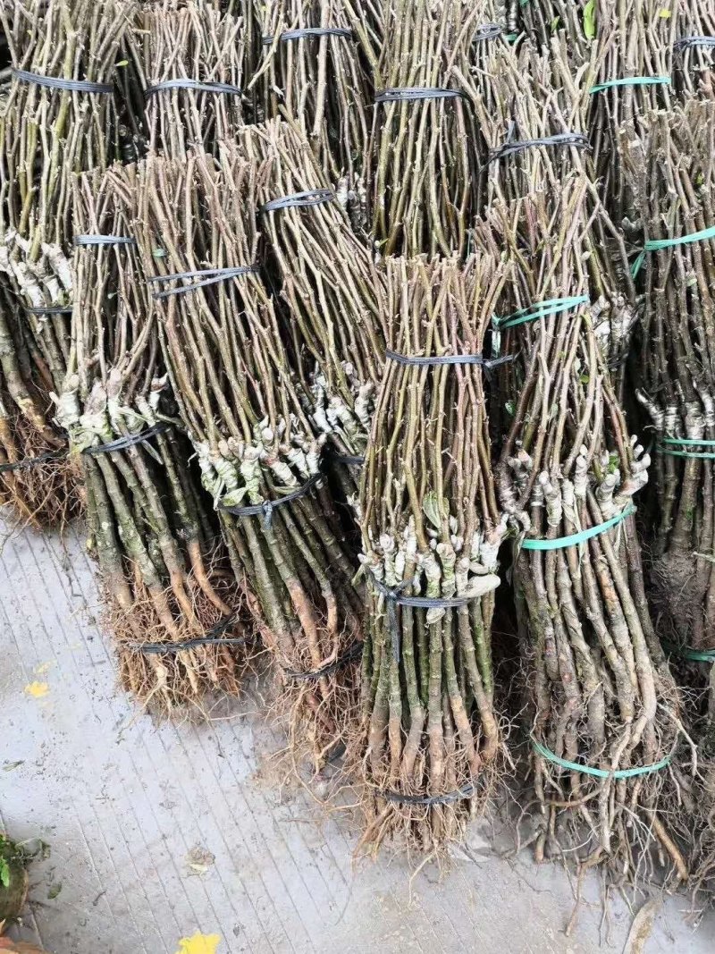 青枣苗密丝枣苗牛奶枣苗当年种植当年结果，丰产……
