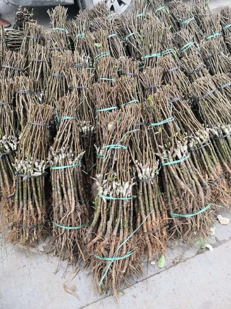 青枣苗密丝枣苗牛奶枣苗当年种植当年结果，丰产……