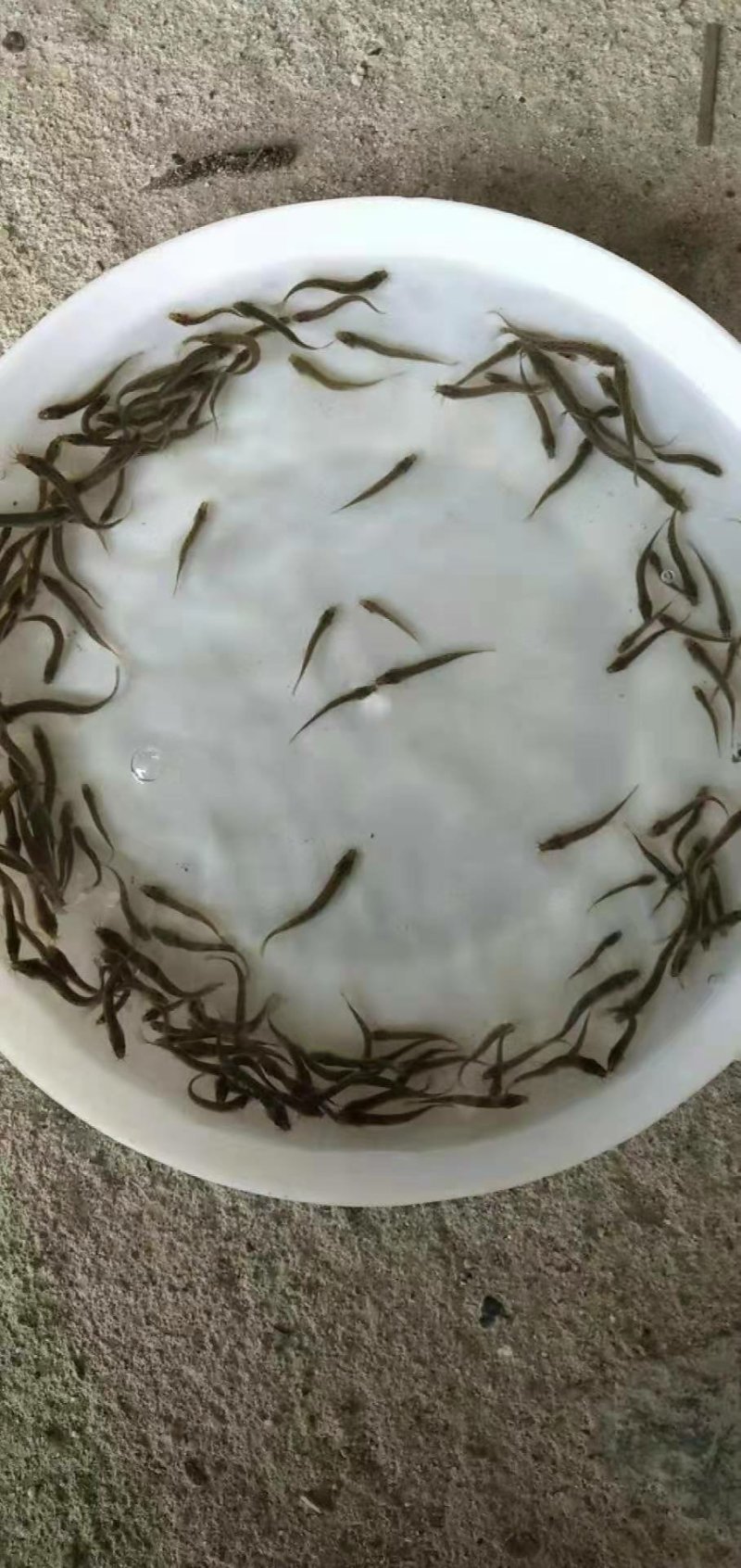 泥鳅鱼苗自孵水花规格齐全全国包邮包活