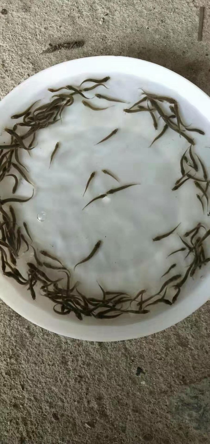 泥鳅鱼苗自孵水花规格齐全全国包邮包活
