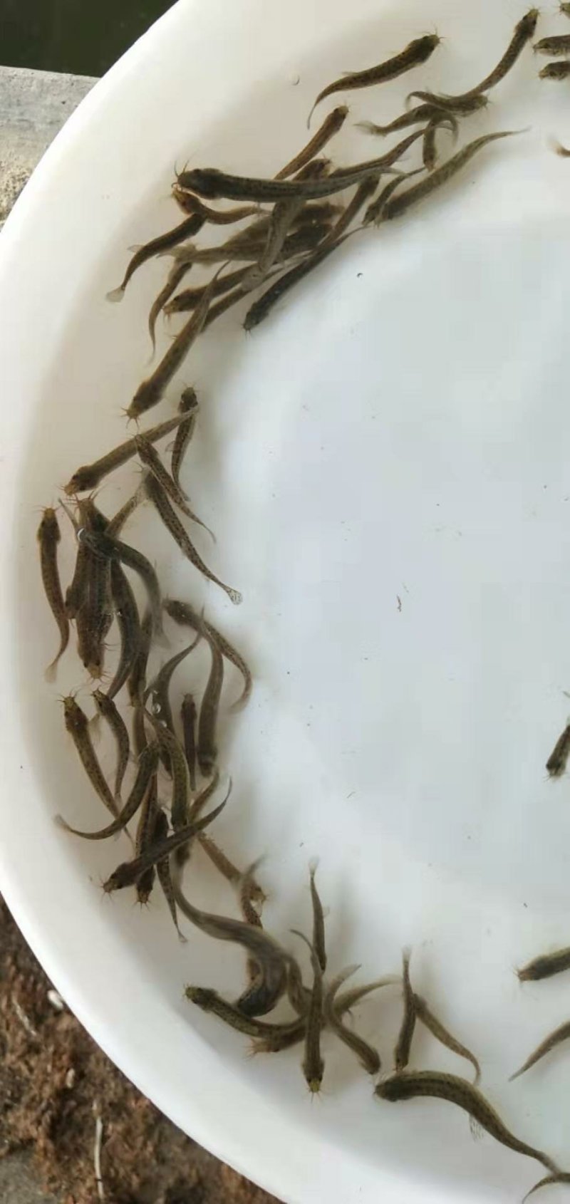 泥鳅鱼苗自孵水花规格齐全全国包邮包活