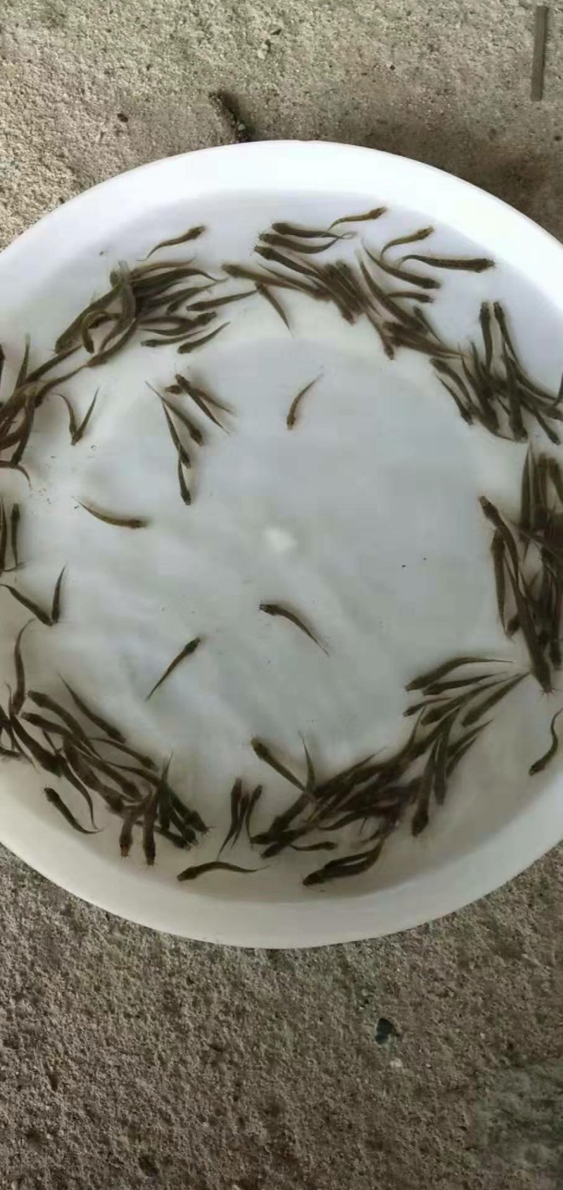 泥鳅鱼苗自孵水花规格齐全全国包邮包活