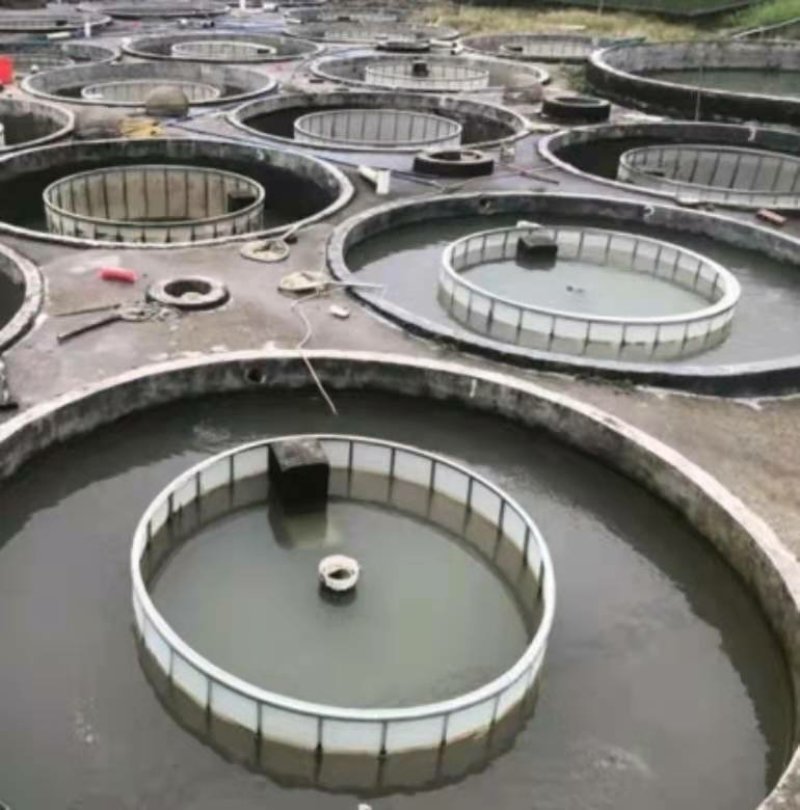 泥鳅鱼苗自孵水花规格齐全全国包邮包活
