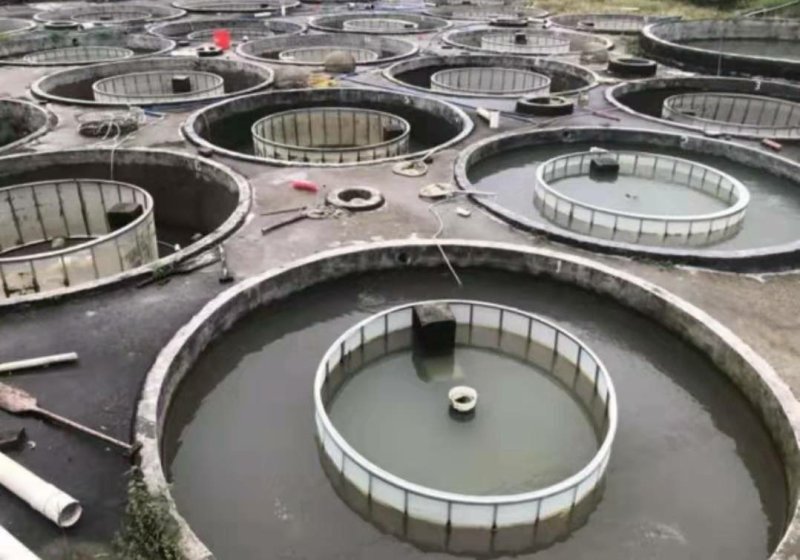 泥鳅鱼苗自孵水花规格齐全全国包邮包活