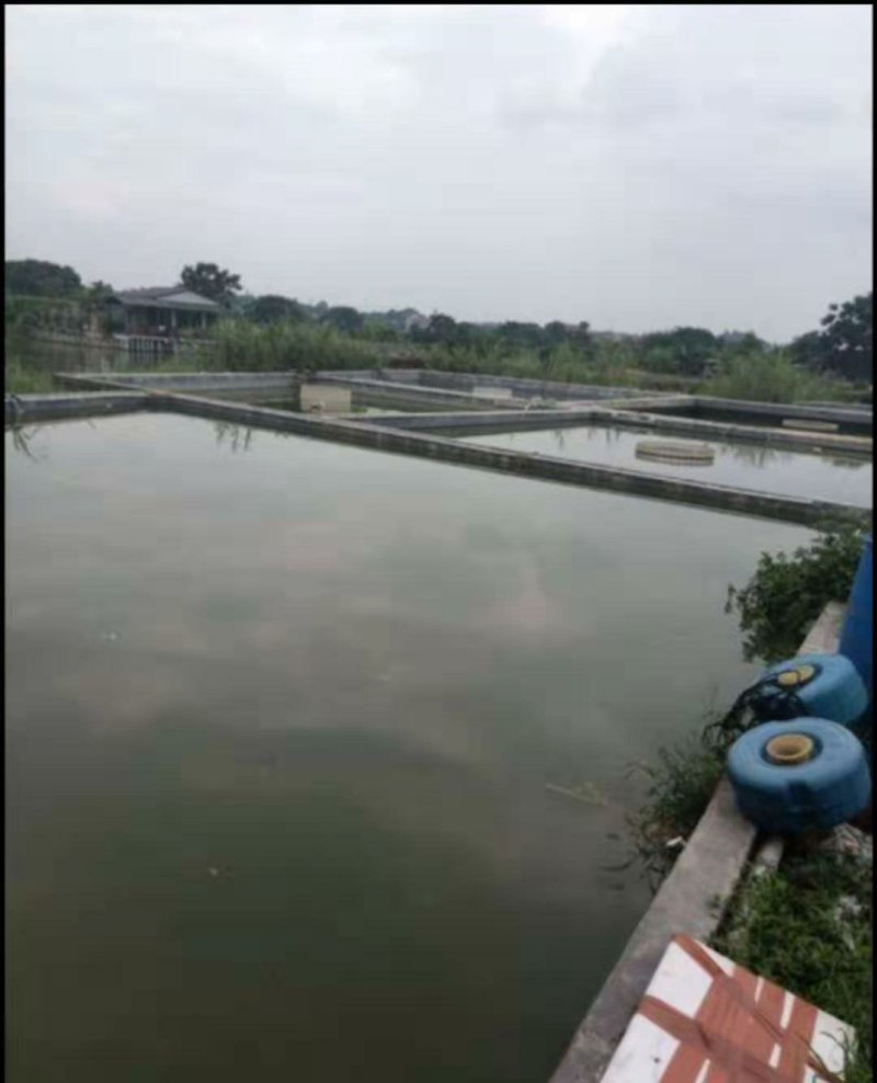 泥鳅鱼苗自孵水花规格齐全全国包邮包活
