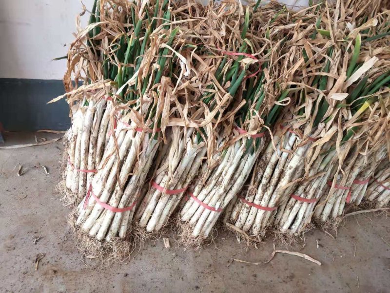 泗水县优质长白大葱芽葱大量出售中质量好，希望长期合作