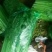 各种现拔新鲜芹菜地头发货量大从优价格疯降！