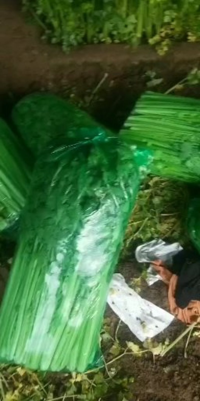 各种现拔新鲜芹菜地头发货量大从优价格疯降！