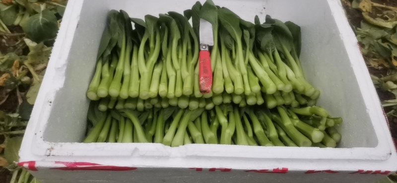 广东菜心芥兰长期大量供应质量保证专业种植户