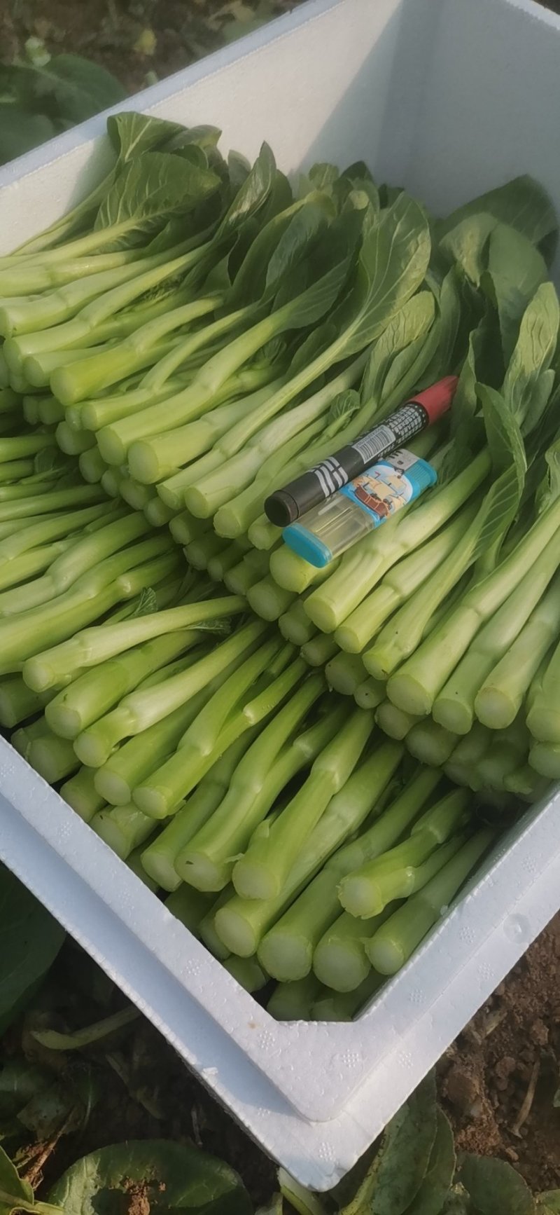 广东菜心芥兰长期大量供应质量保证专业种植户
