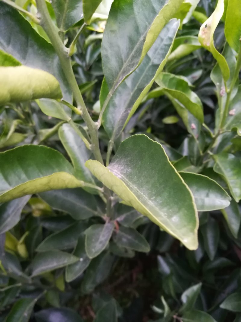 金葵砂糖橘苗，早熟砂糖橘苗，无核砂糖橘苗，包品种