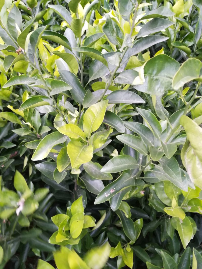 金葵砂糖橘苗，早熟砂糖橘苗，无核砂糖橘苗，包品种