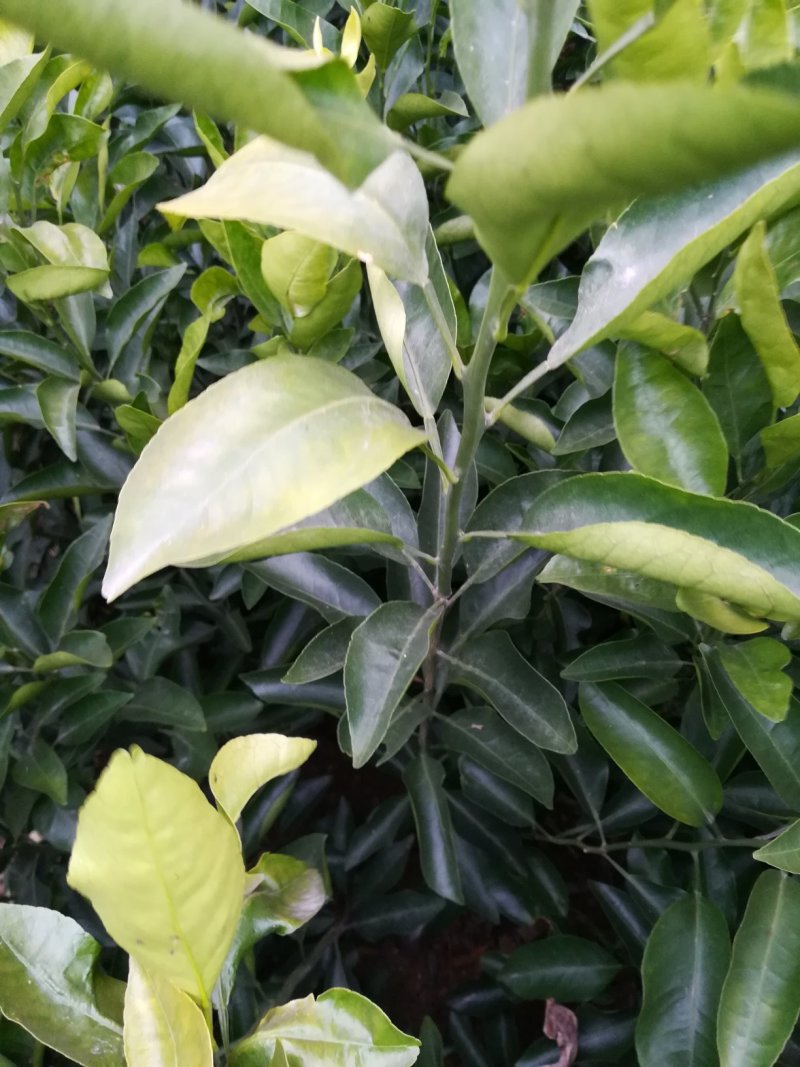 金葵砂糖橘苗，早熟砂糖橘苗，无核砂糖橘苗，包品种