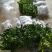 金葵砂糖橘苗，早熟砂糖橘苗，无核砂糖橘苗，包品种