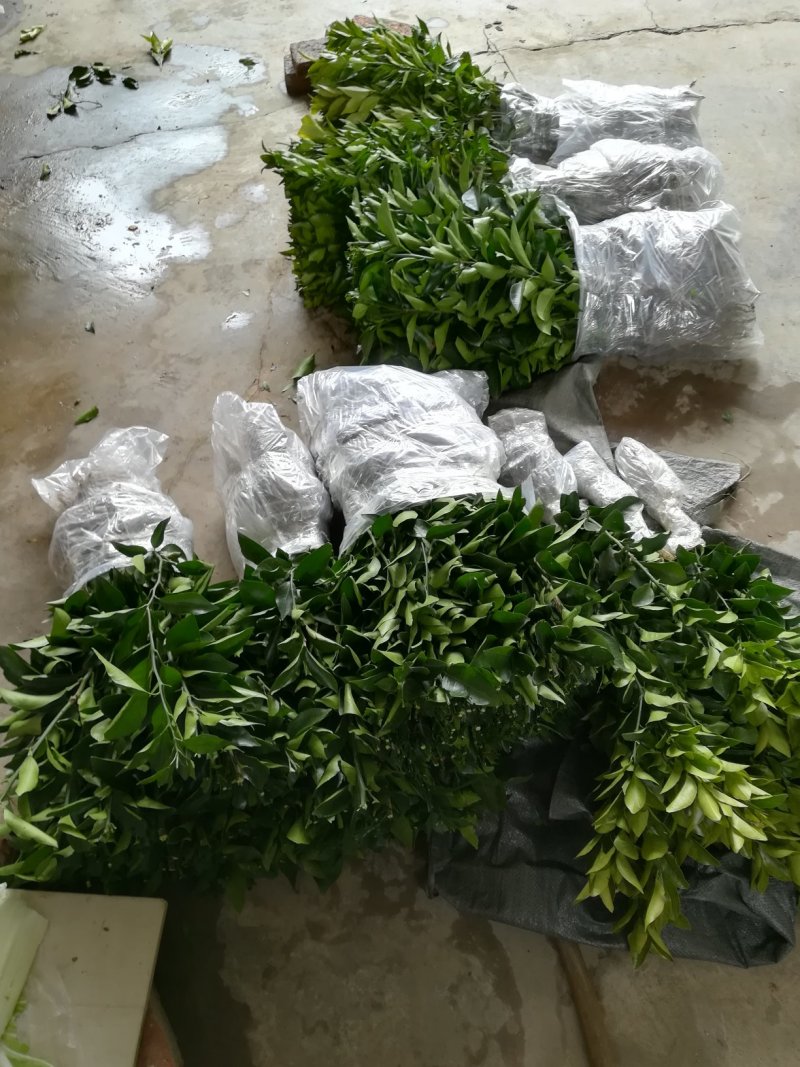 金葵砂糖橘苗，早熟砂糖橘苗，无核砂糖橘苗，包品种