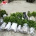 金葵砂糖橘苗，早熟砂糖橘苗，无核砂糖橘苗，包品种