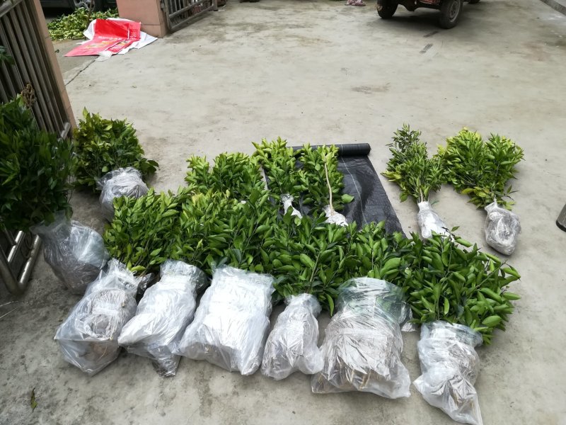金葵砂糖橘苗，早熟砂糖橘苗，无核砂糖橘苗，包品种