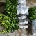 金葵砂糖橘苗，早熟砂糖橘苗，无核砂糖橘苗，包品种